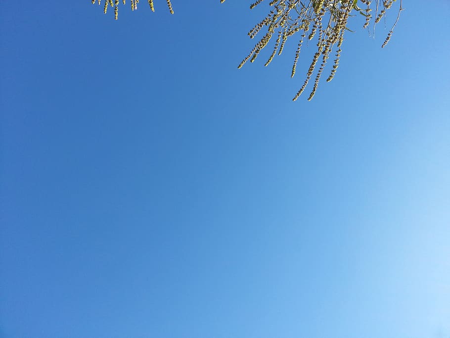 blue, sky, clear sky, low angle view, copy space, nature, plant HD wallpaper