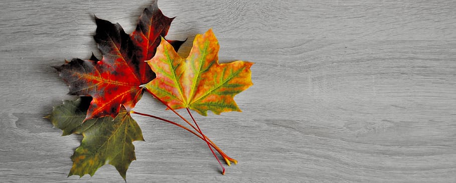 clone, foliage, autumn, colored, nature, green, seasonal, plant part HD wallpaper