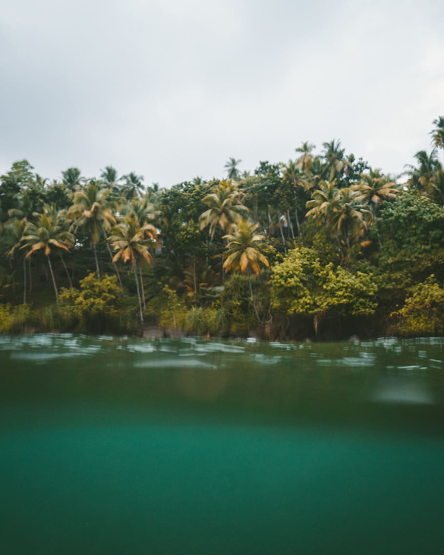 Green Trees Beside Body of Water, clouds, coastline, coconut trees HD wallpaper