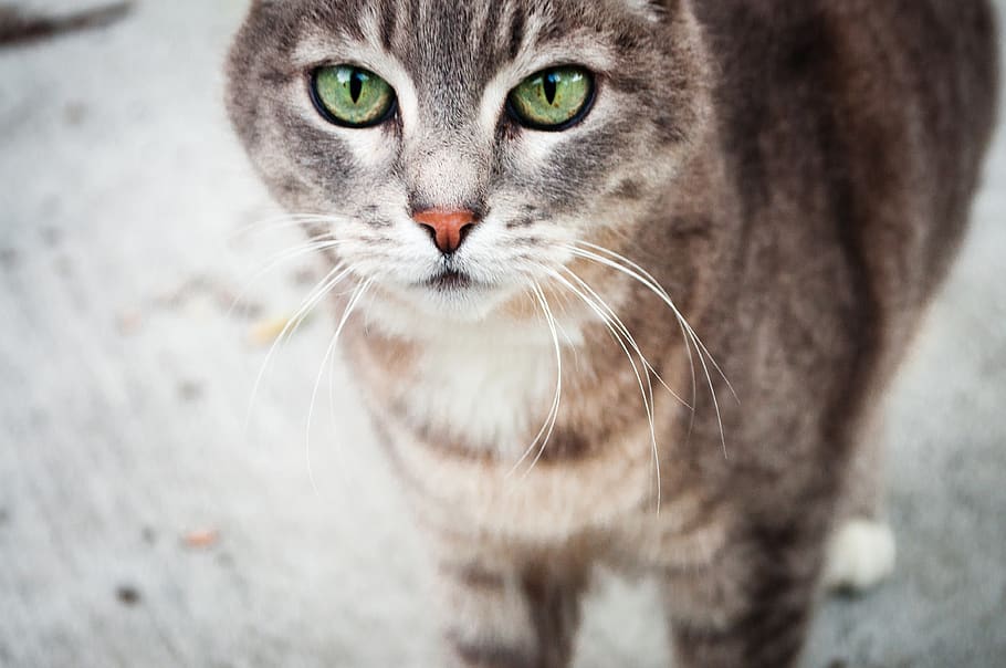 cat, mammal, one animal, feline, portrait, pets, domestic animals HD wallpaper