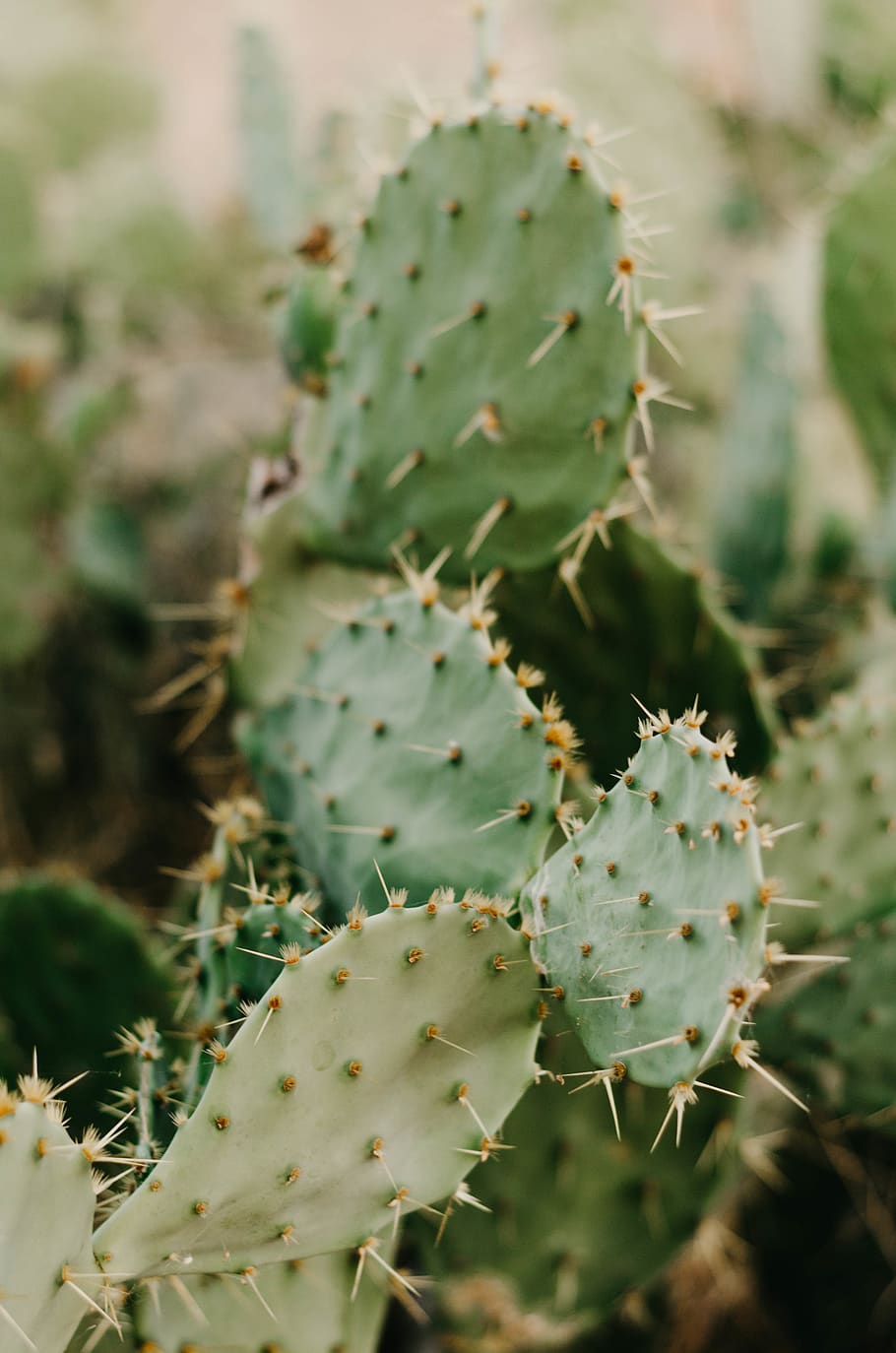 green prickly cactus, plant, spike, cacti, nature, wildlife, outdoors, HD wallpaper