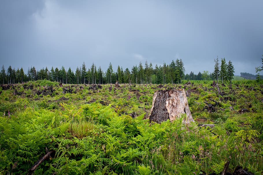 plant, land, sky, tree, nature, green color, no people, forest HD wallpaper