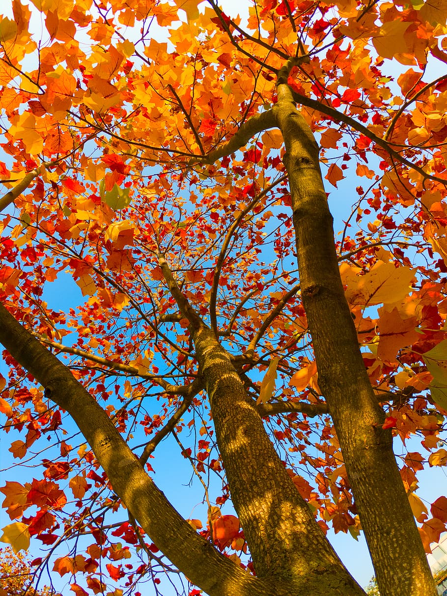 italy, ceggia, tree, plant, low angle view, branch, autumn HD wallpaper