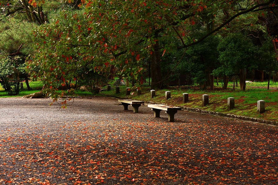 Wooden Benches, colors, daylight, environment, grass, growth HD wallpaper