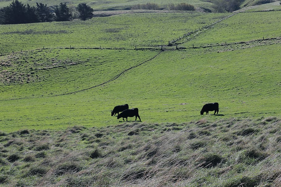 cattle, field, outdoors, grassland, cow, animal, mammal, nature, HD wallpaper