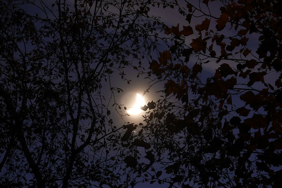 hdwallpaper, background, night, night light, tree, leaves, moon HD wallpaper
