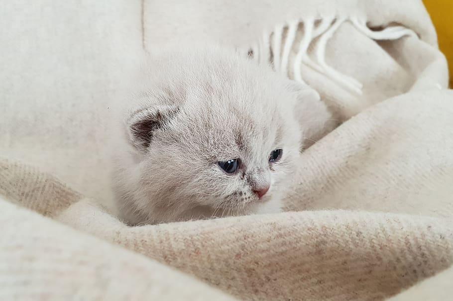 British best sale cat baby