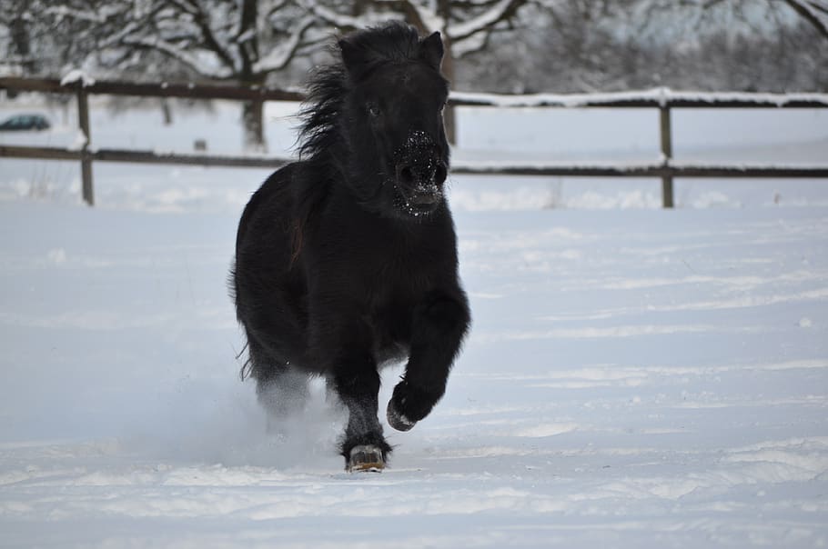 snow, winter, cold, mammal, outdoors, shetland pony, one animal HD wallpaper