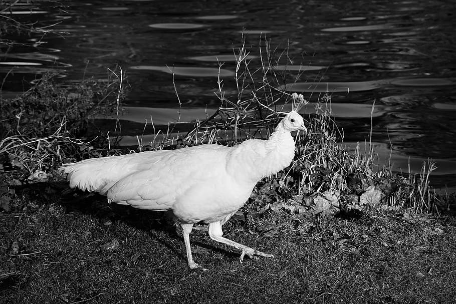 peafowl, peahen, bird, feather, plumage, crest, walking, white HD wallpaper