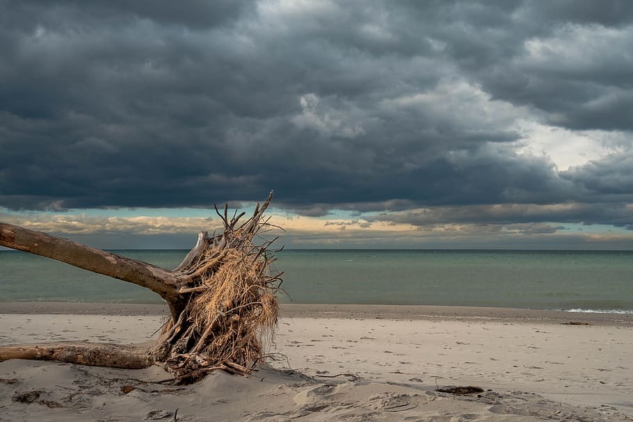 baltic sea, west beach, tree, clouds, fischland-darss, coast HD wallpaper