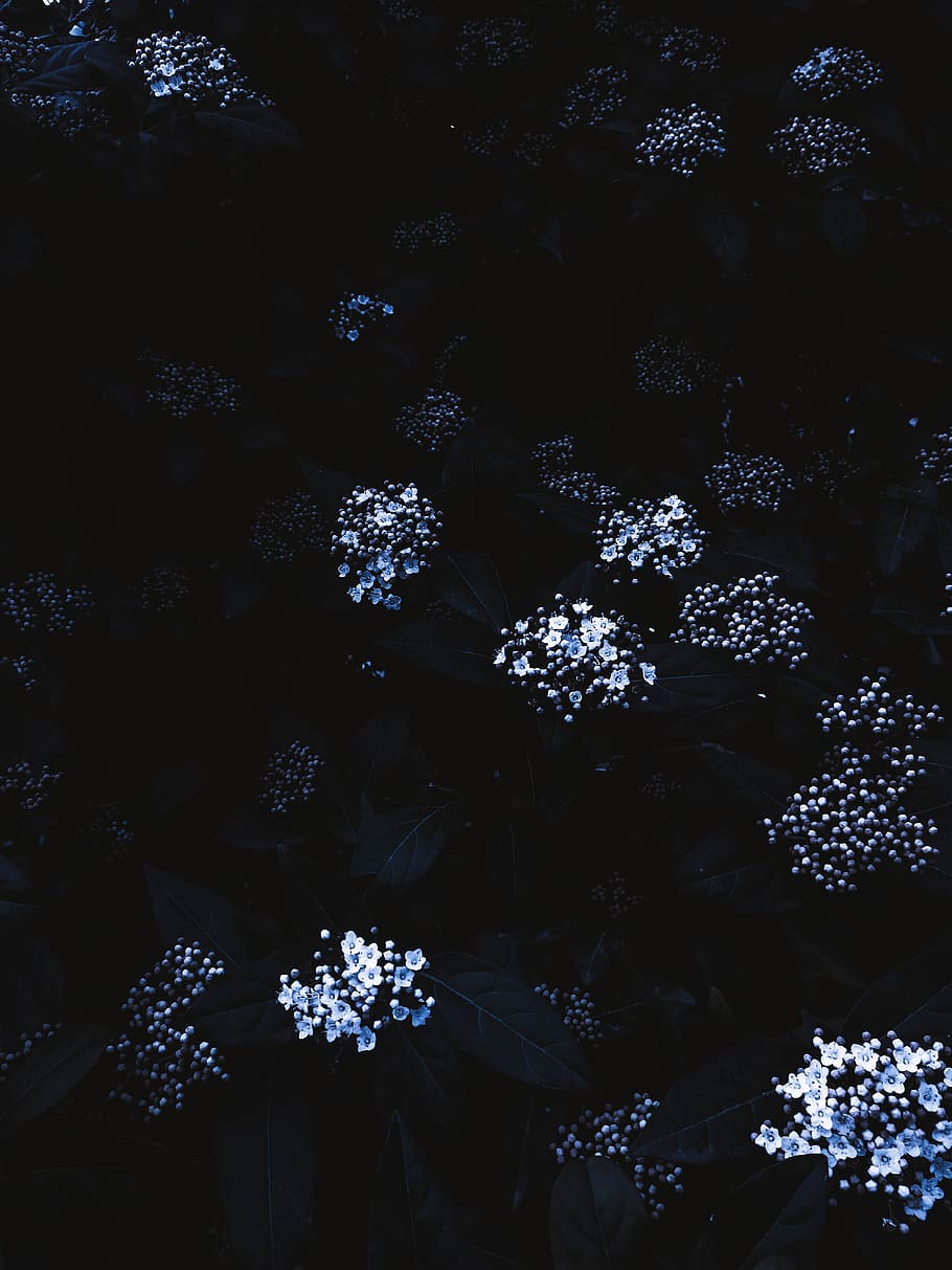 flower, tree, trees, dark, blue, white, flowers, desaturated HD wallpaper
