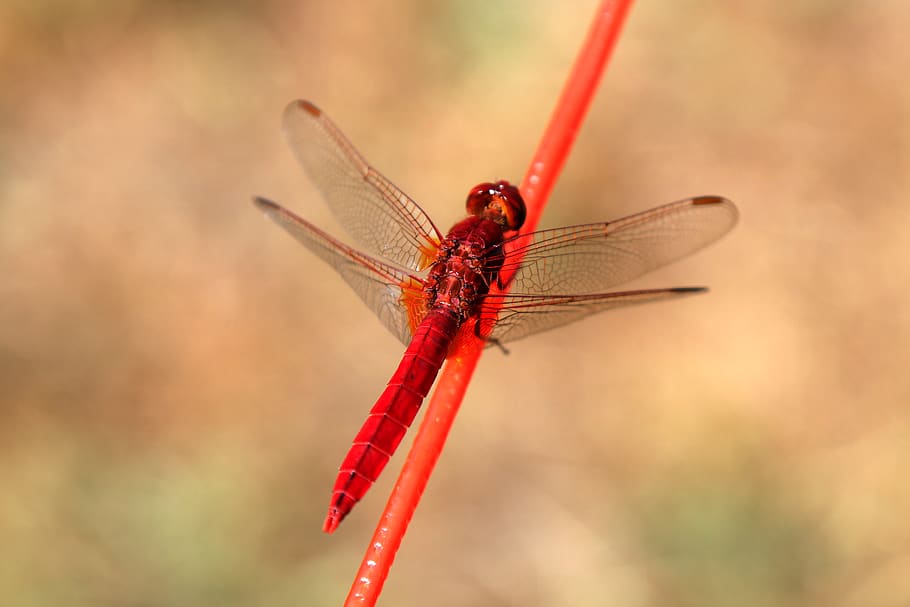 red firefly on red stick, one animal, animals in the wild, animal themes HD wallpaper
