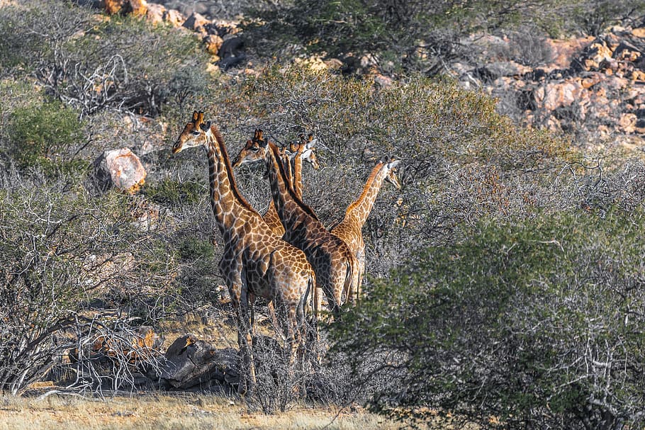 giraffe, namibia, africa, nature, mammal, landscape, animal