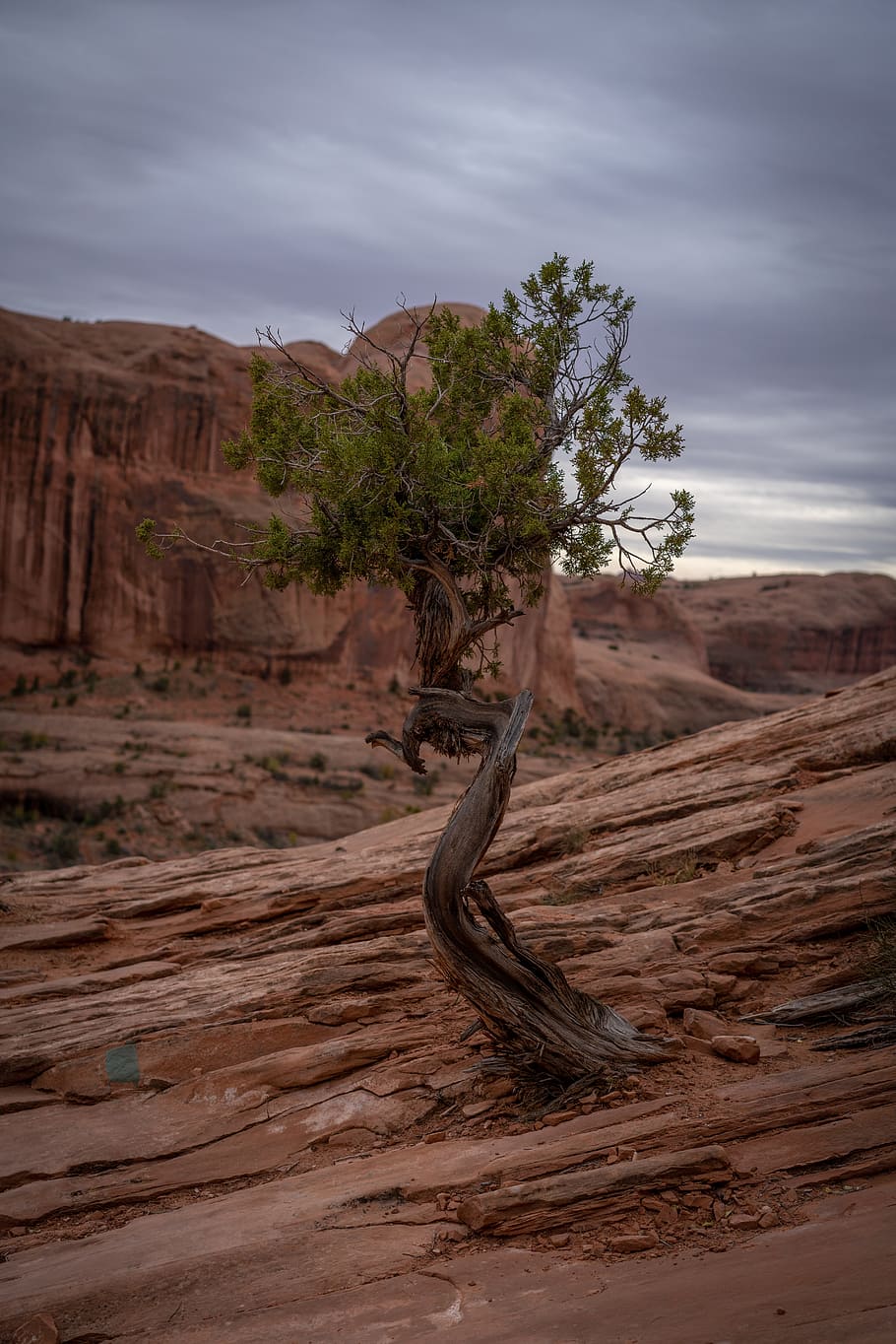 green leafed tree on mountain, desert, utah, bristlecone, non-urban scene HD wallpaper