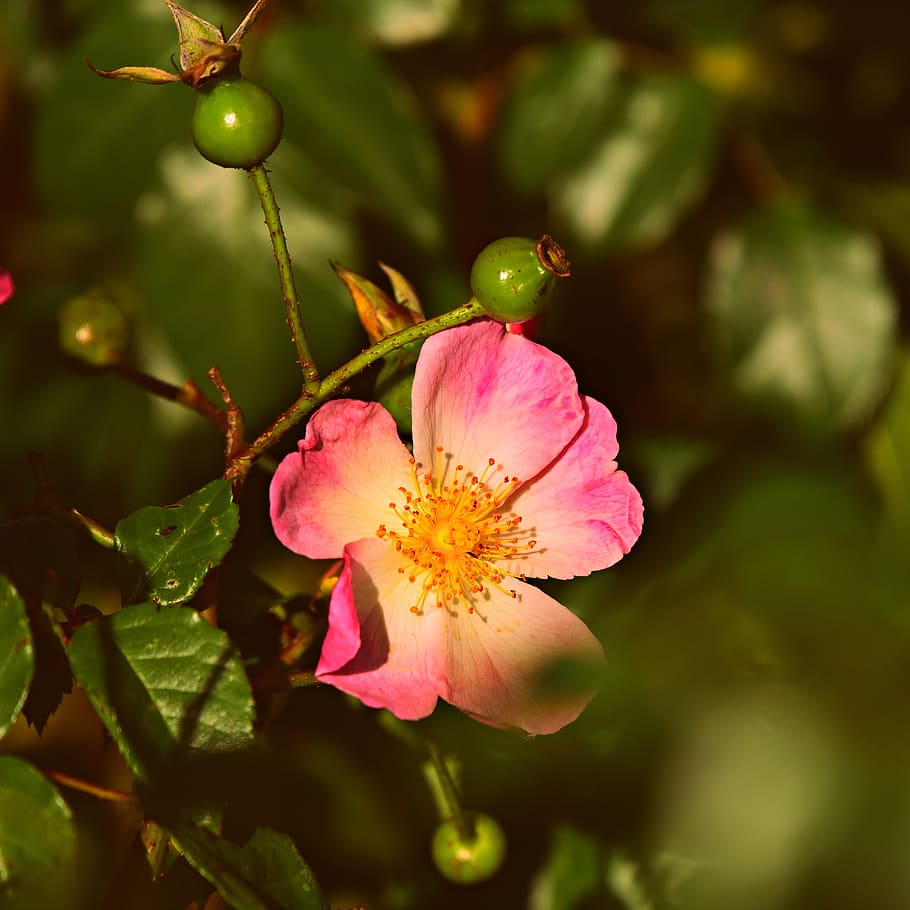 rose, flower, bloom, petal, pistil, flowering plant, freshness HD wallpaper