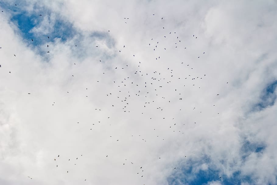 montenegro, kotor, cloud, fly, flying, crows, birds, black HD wallpaper