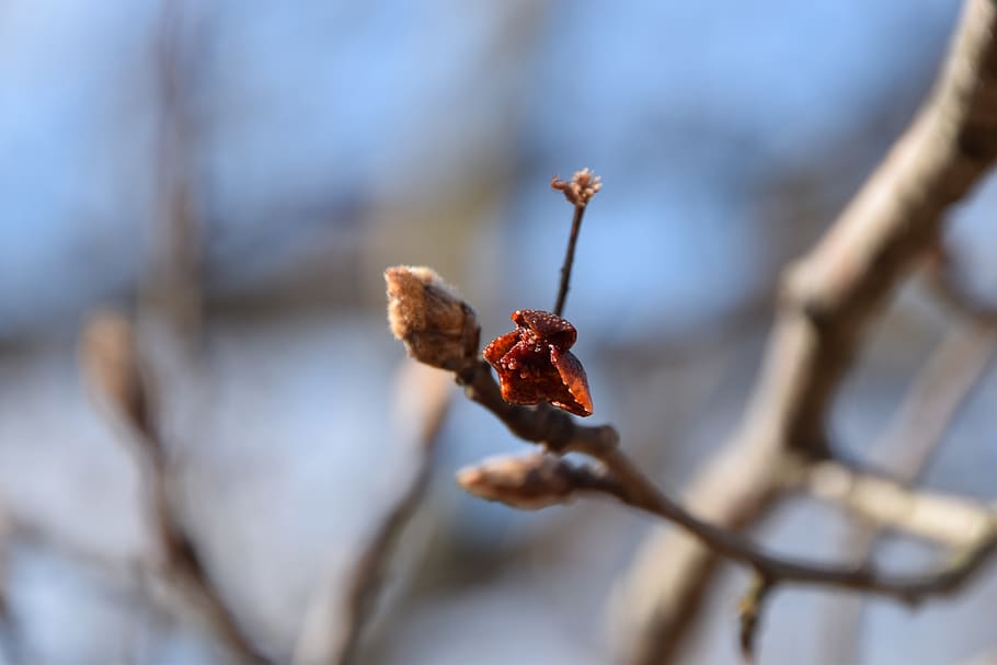 foliage, buds, nature, flower, blossom, environment, leaf, spring HD wallpaper