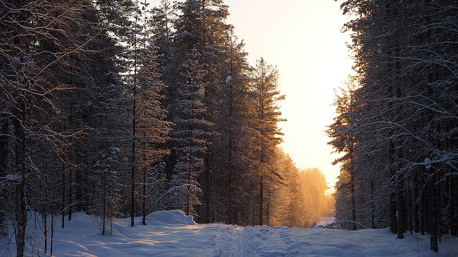 winter, the path, forest, wood, snow, snowy, sunset, cold temperature HD wallpaper