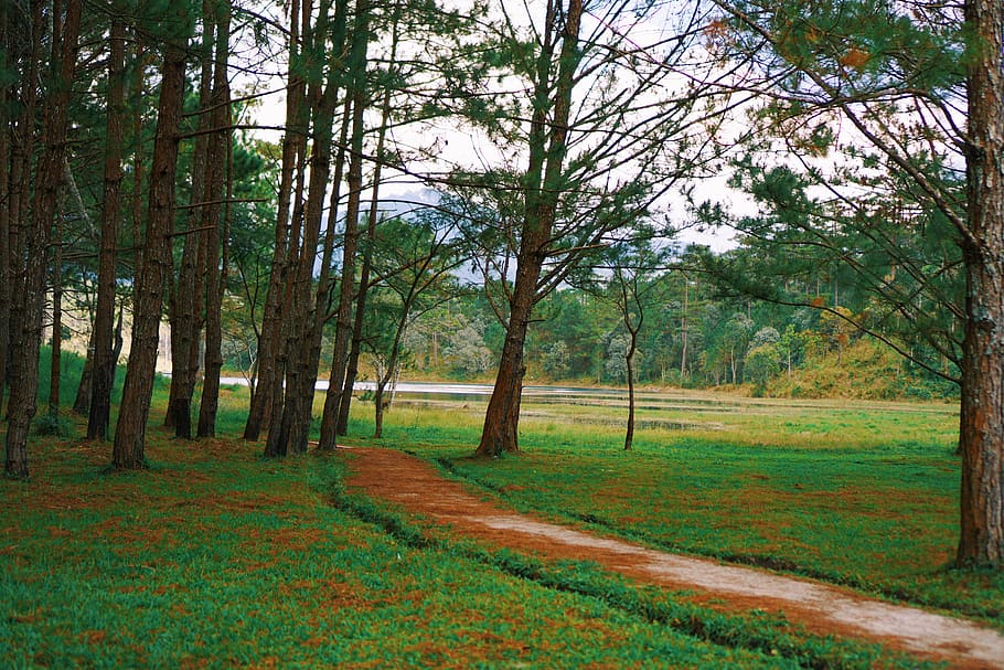 vietnam, dalat, tree, mountain, path, wild, forgotton path HD wallpaper