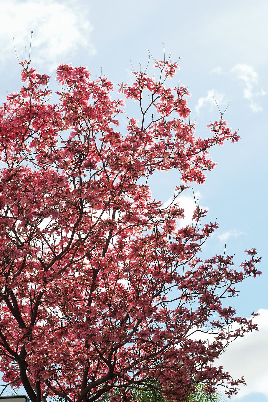 plant, tree, flower, blossom, spring, sky, fujifilm, urban HD wallpaper