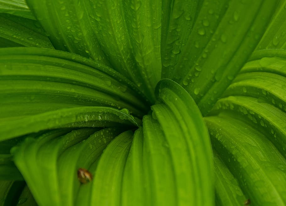 tree, leaves, greenery, forest, water, droplets, condensation HD wallpaper