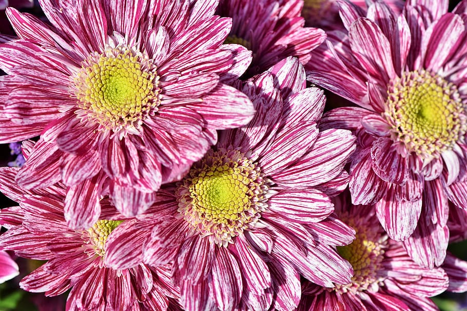 aster, composites, blossom, bloom, asteraceae, plant, garden HD wallpaper