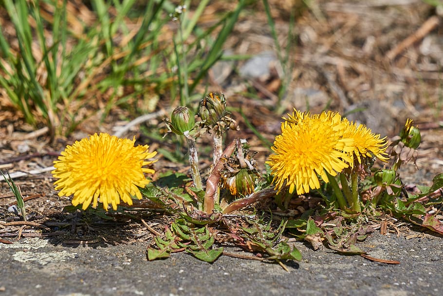 dandelion, bloom, blossom, yellow, nature, petals, plant, spring HD wallpaper