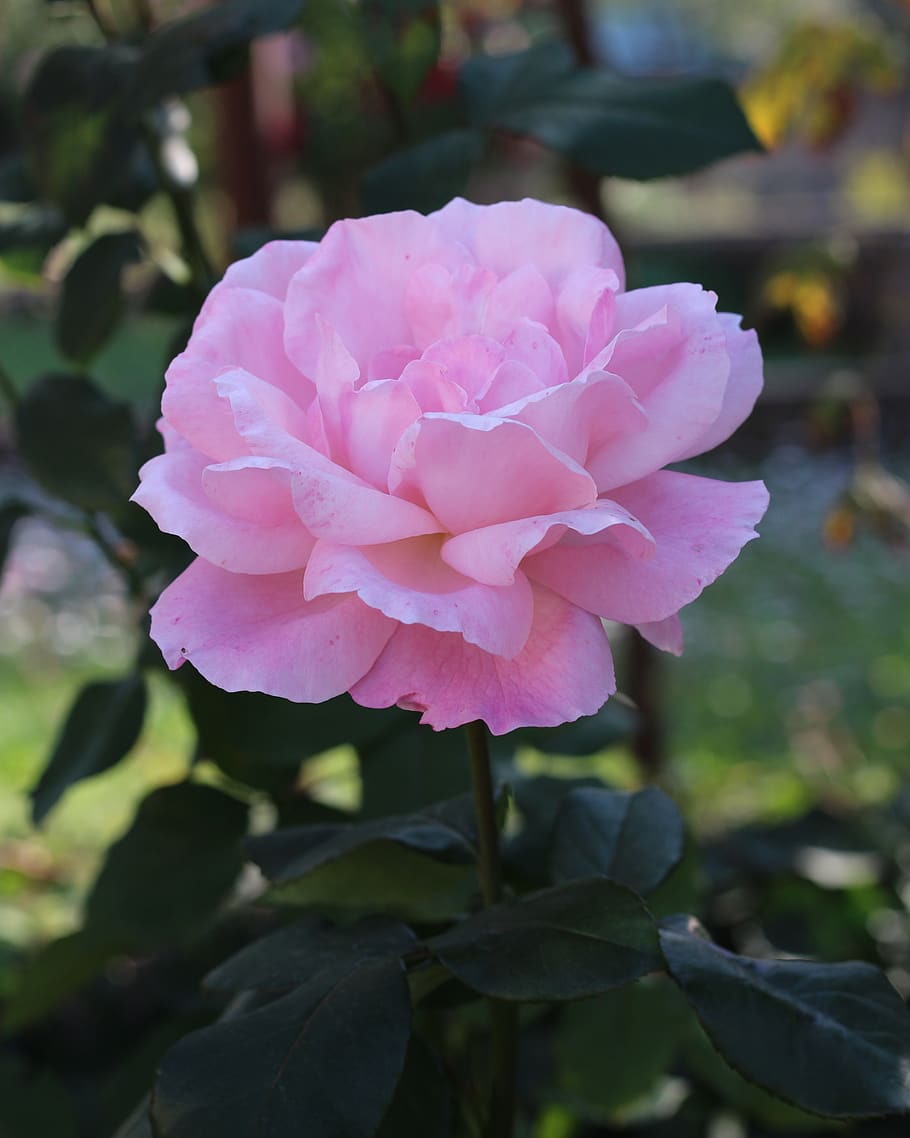 pink, rose, flower, bloom, nature, garden, flowering plant HD wallpaper