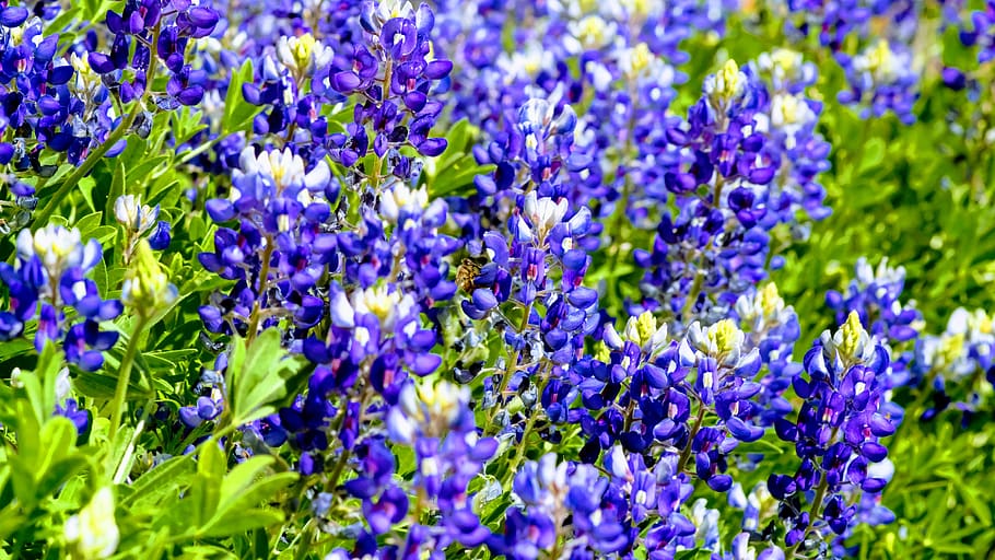 texas, bluebonnet, honey, bee, flower, flowering plant, vulnerability HD wallpaper