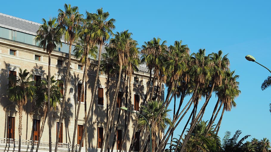 spain, málaga, tree, plant, palm tree, tropical climate, sky HD wallpaper