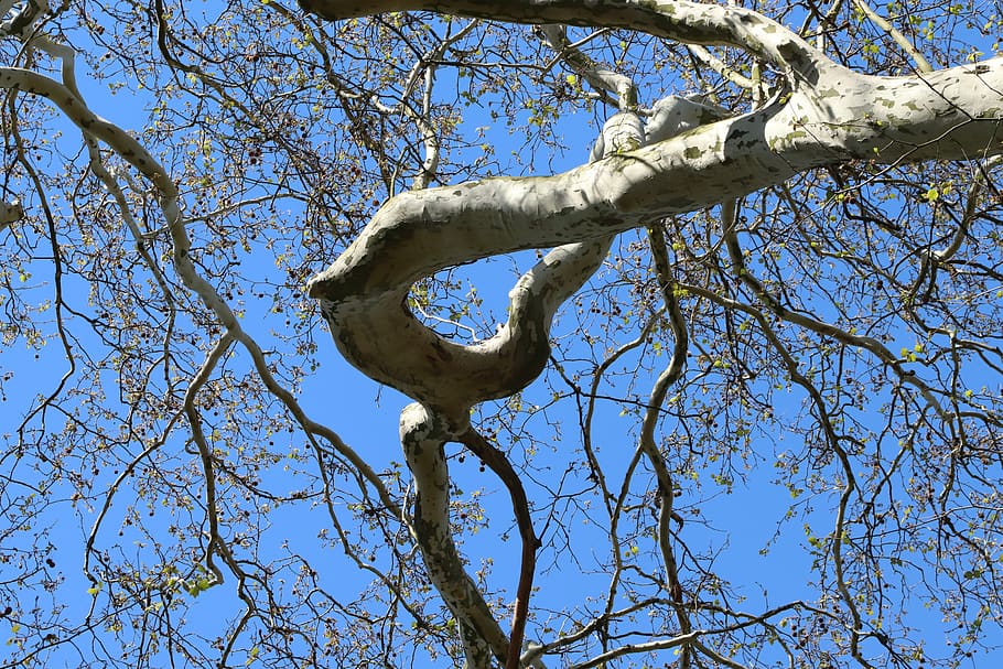sycamore, tree, branches, tree bark, crown, tribe, spring, low angle view HD wallpaper