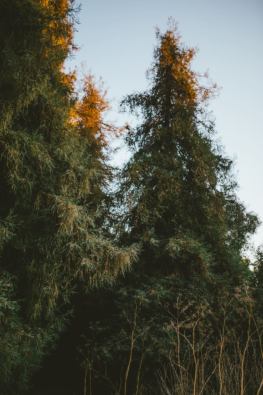 trees, forest, redwoods, california, green, sunset, golden hour, HD wallpaper