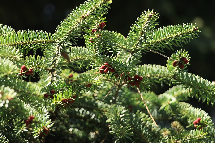 spruce, summer, nature, tree, forest, green, garden, trees HD wallpaper