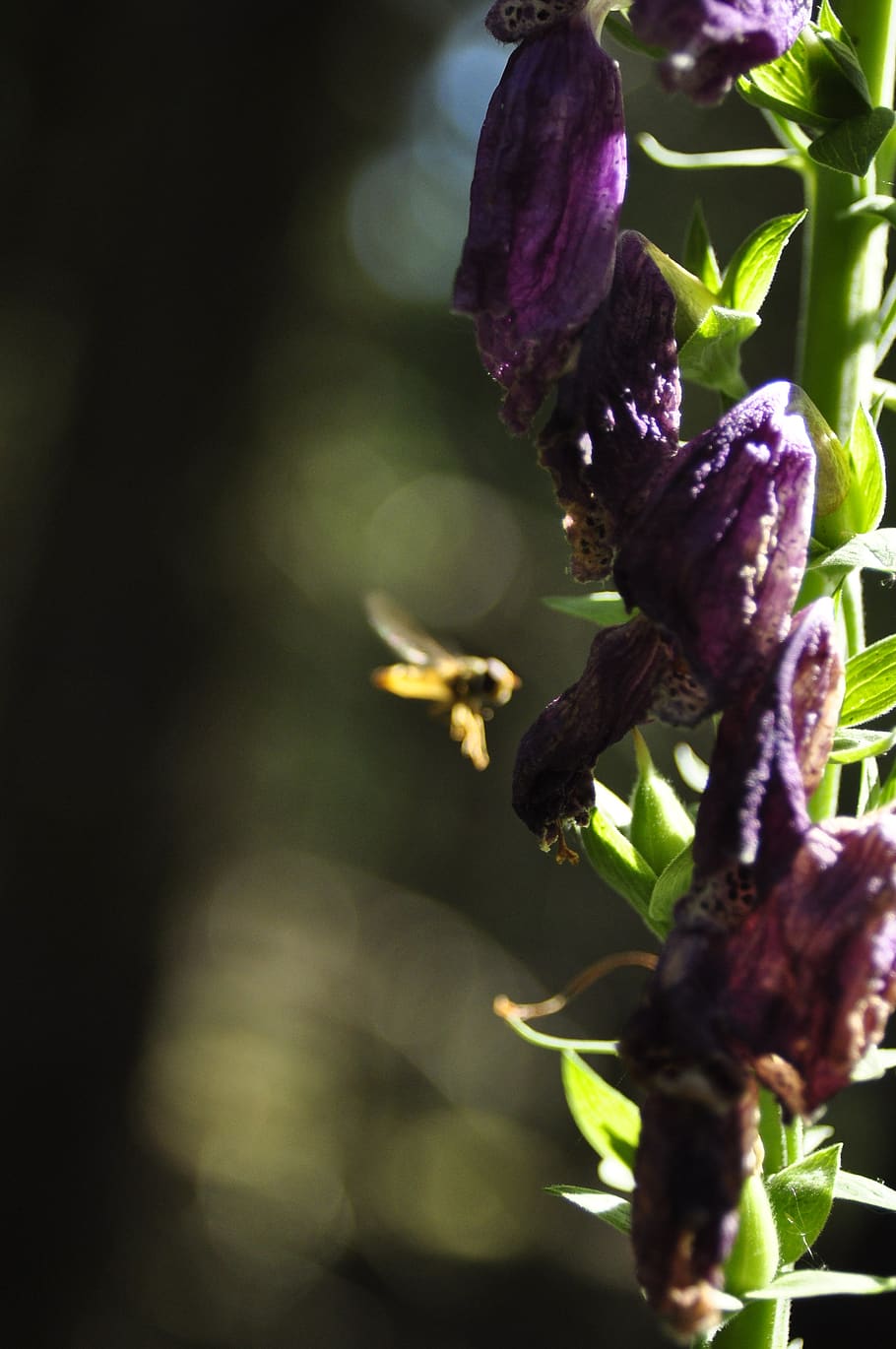 bee, flowers, forest, plant, growth, freshness, fragility, close-up, HD wallpaper