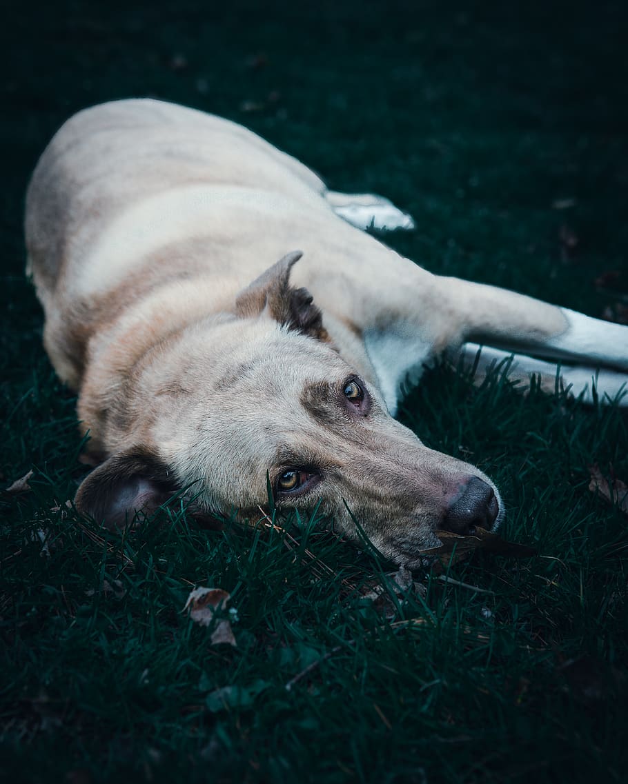 dog lying on grass, animal, mammal, pet, german shepherd, canine HD wallpaper