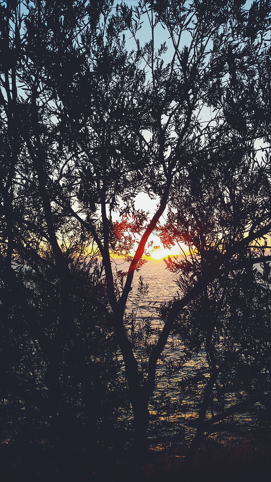 sunset, tree, sea, plant, beauty in nature, tranquility, no people HD wallpaper