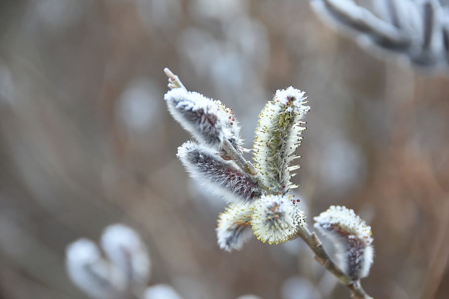 spring, macro, plants, flowers, pussywillow, growth, beauty in nature HD wallpaper