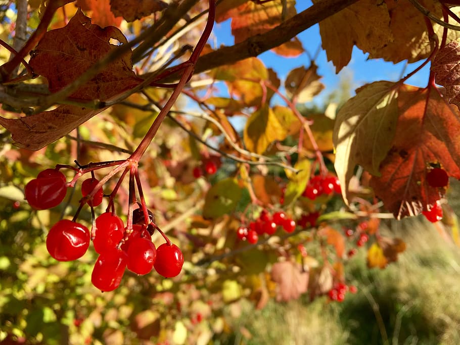 united kingdom, middlesbrough, tree, food, food and drink, fruit HD wallpaper