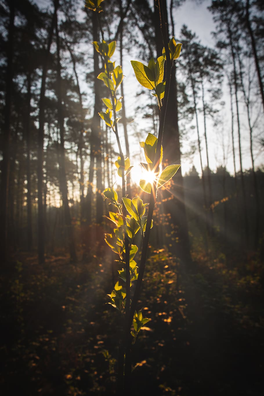 Green Leaf Plant, backlit, beautiful, bright, environment, evening HD wallpaper