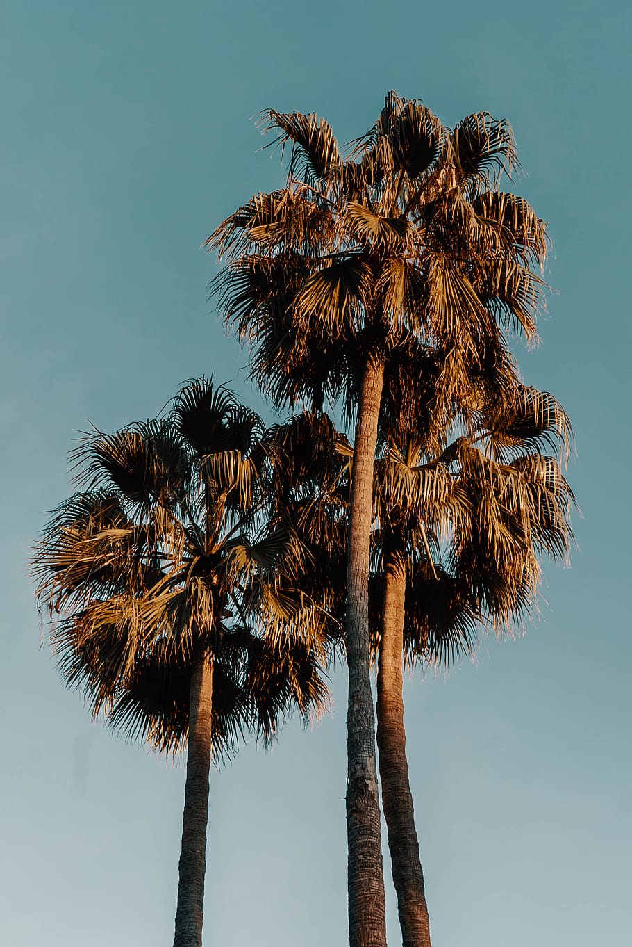 palm trees, tropical climate, sky, low angle view, tree trunk HD wallpaper