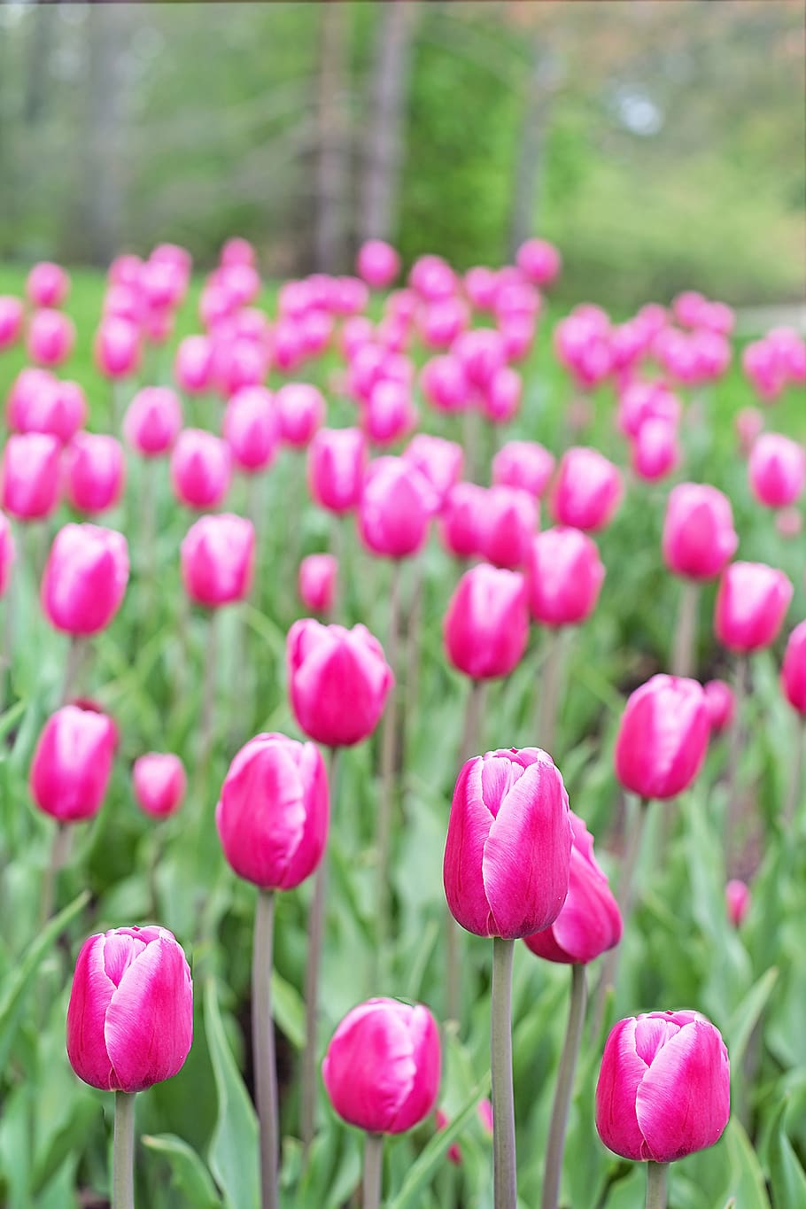 tulips, pink, bright, spring, flowers, nature, fresh, floral HD wallpaper