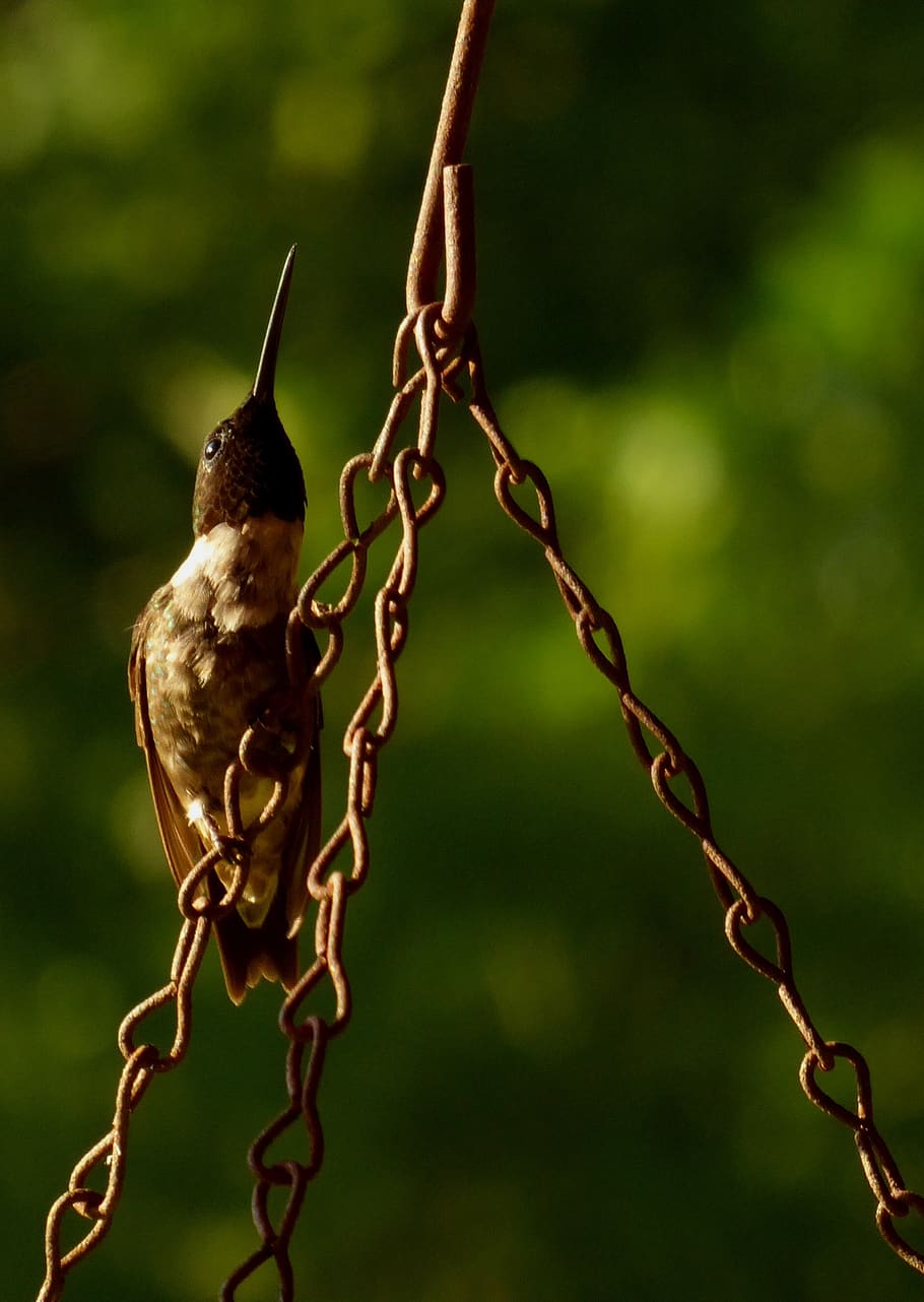 hummingbird, summer, chain, looking up, perch, focus on foreground HD wallpaper