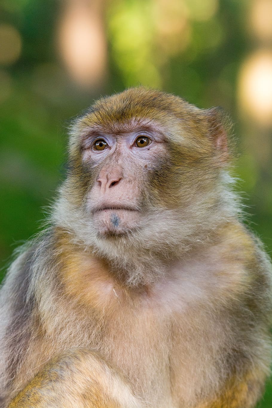 macaque, barbary, monkey, primate, mammal, close up, portrait HD wallpaper