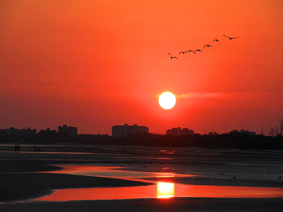 sunset, beach, sea, sky, coast, landscape, red, birds, sw florida HD wallpaper