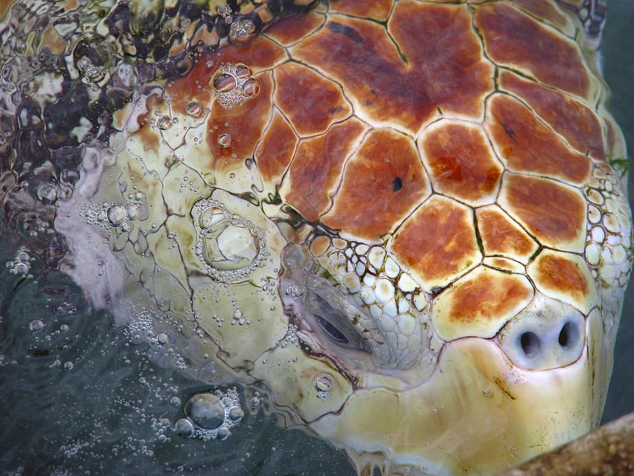 nature, wallpaper, reptile, turtle, close-up, animals in the wild HD wallpaper