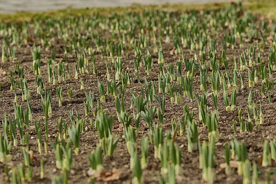 lily, bud, nature, spring, garden, green, growth, field, land HD wallpaper