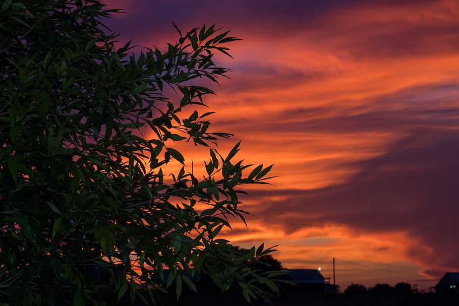 vibrant, sunset, leaves, evening, breeze, scenic, clouds, dusk HD wallpaper