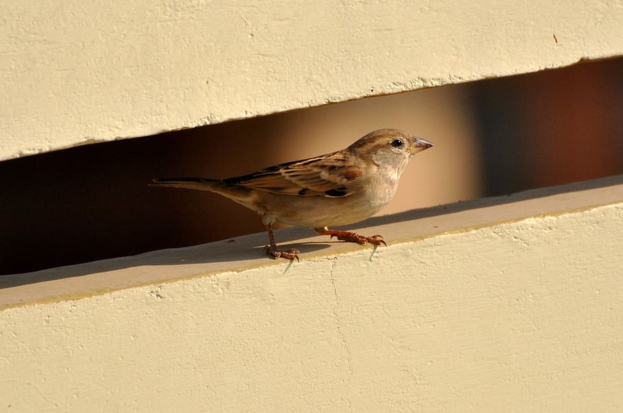 Brown and White Bird on White Wall Paint, animal, perched, sparrow HD wallpaper
