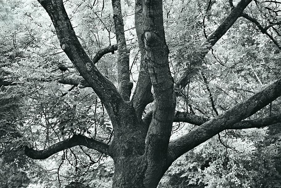 tree, trunk, branch, foliage, nature, summer, plant, tree trunk HD wallpaper