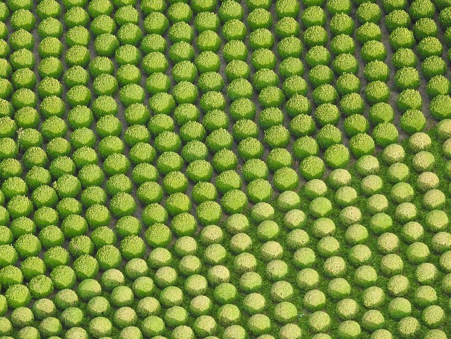 buxus, nature, vegetable, bush, botanical, summer, decoration HD wallpaper